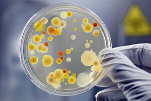 Two of the world’s leading research teams to collaborate on new fast track antibiotic therapies