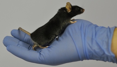 UK scientist wins NC3Rs prize 