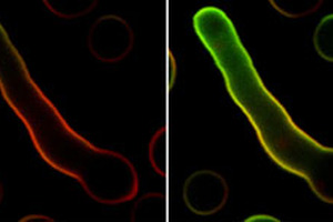 University of Edinburgh licence agreement with life sciences giant supports further understanding of disease