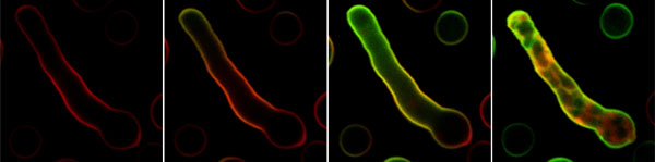University of Edinburgh licence agreement with life sciences giant supports further understanding of disease