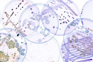University of Liverpool scientists unveil Novltex, a powerful new antibiotic against superbugs