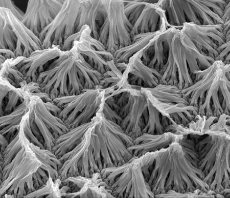 US researchers create new implantable drug delivery system that uses nanowires