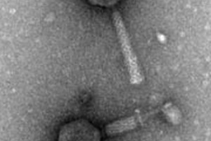 Using viruses to beat superbugs