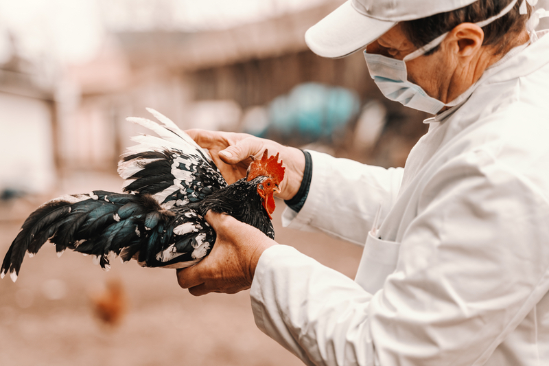 VaxThera and Quantoom's saRNA avian flu vaccine prevents viral shedding at low doses