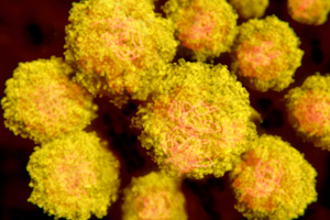VBI Vaccines applies its eVLP platform to development of Zika vaccine