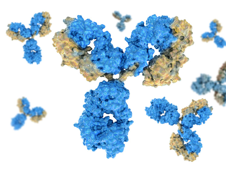 Why the  production  of bispecific antibodies depends on early stage product characterisation 