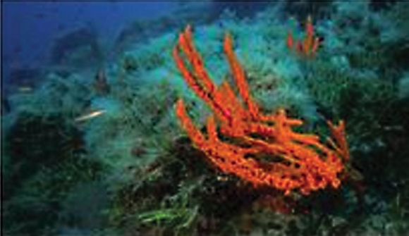 Wonders of nature revealed by HPTLC