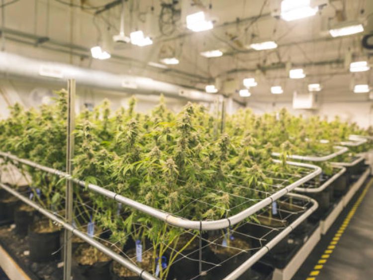 XPhyto Therapeutics inks distribution deal with cannabis grower