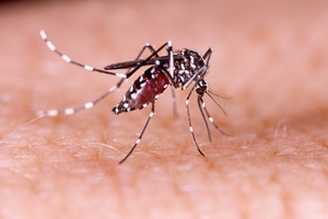 Zika outbreak gives rise to global fears